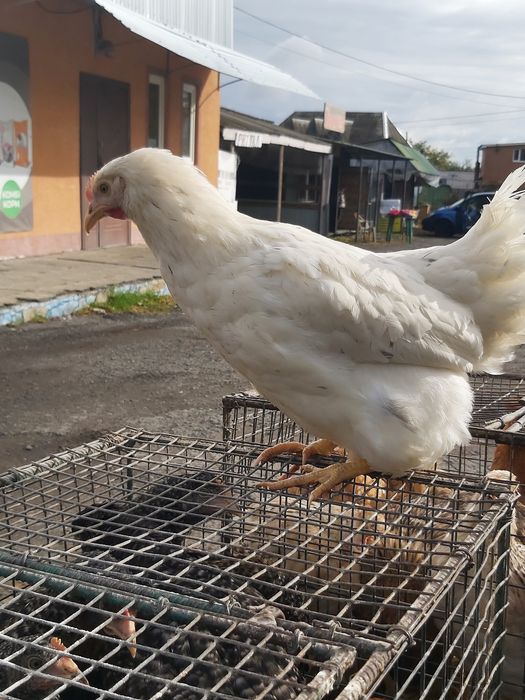 Ломаан сенді,5 міс,з першим яйцем