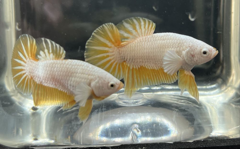 Machos betta splendens