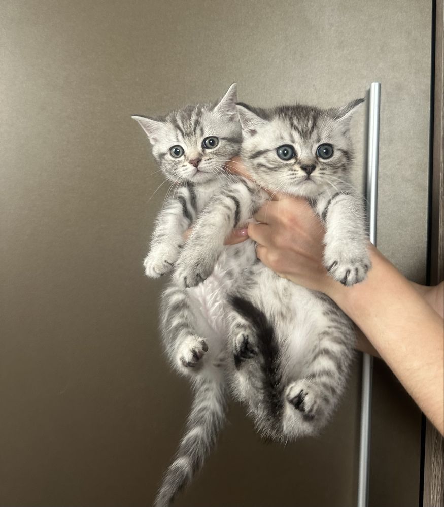 Шотландські котята