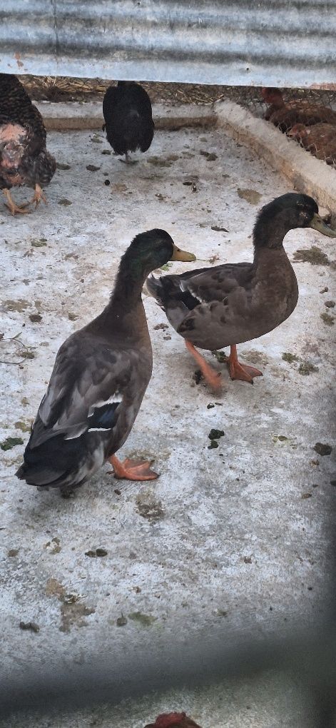 Vendo patos  rouen machos