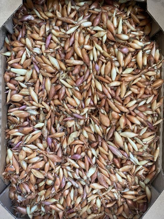 Цибуля на перо,лук севок,саджанка,арпажейка,тиканка,румба,дельфін