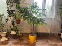 Комнатный цветок декоративная пальма высота 1 метр 60 см