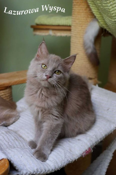 Ragdoll solid lilac