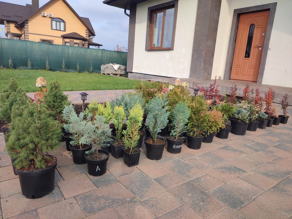 Туї ялівці кипарисовики барбарис ялинка Рівне