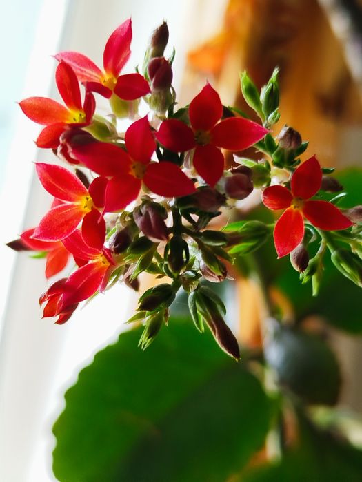 Каланхое червоний,алое Вера