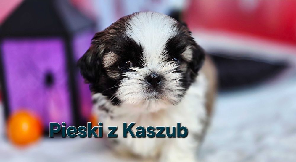 Shih-tzu chłopiec Typ Laleczki  do rezerwacji zHodowliPieski zKaszub