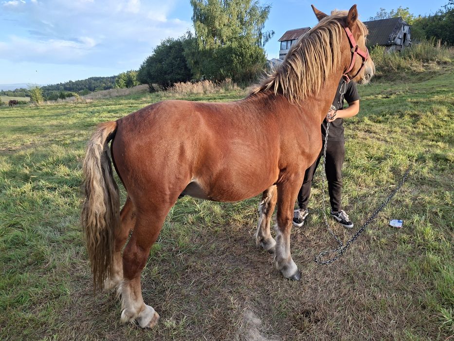 Sprzedam ogierka zimnokrwistego