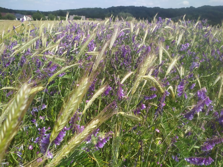 Wyka, Żyto, Owies - mieszanka idealna na poplon lub pasze dla zwierząt