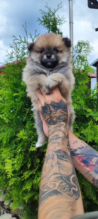 Померанський шпіц ! Малюки