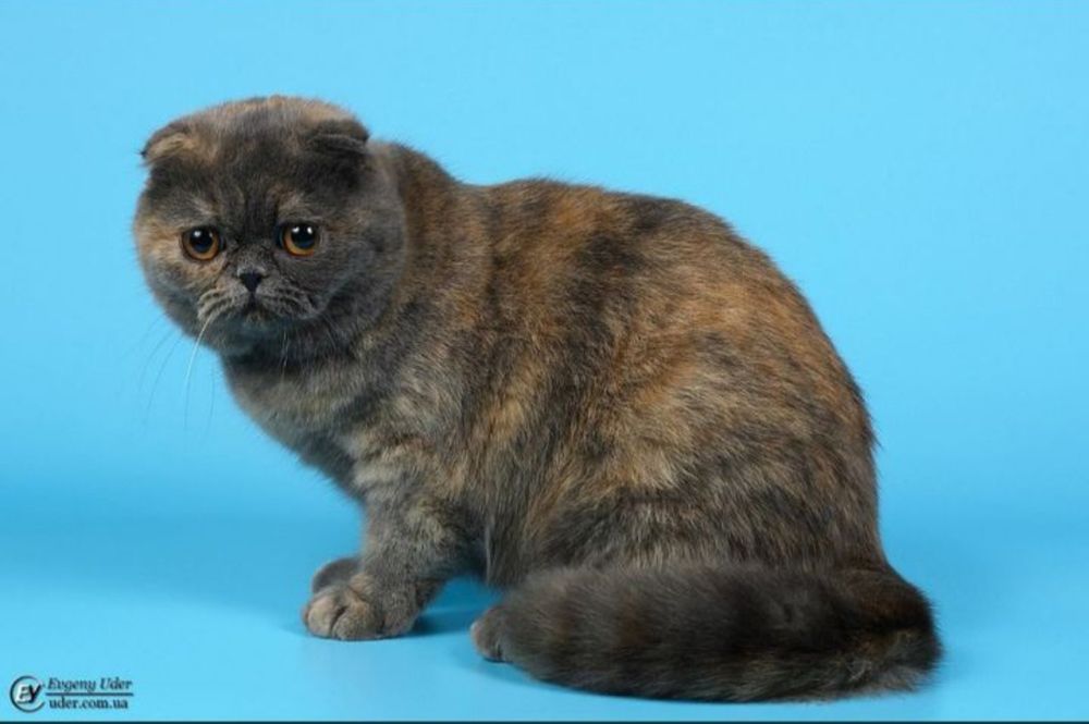 Голубо-кремовая скоттиш фолд Плюша