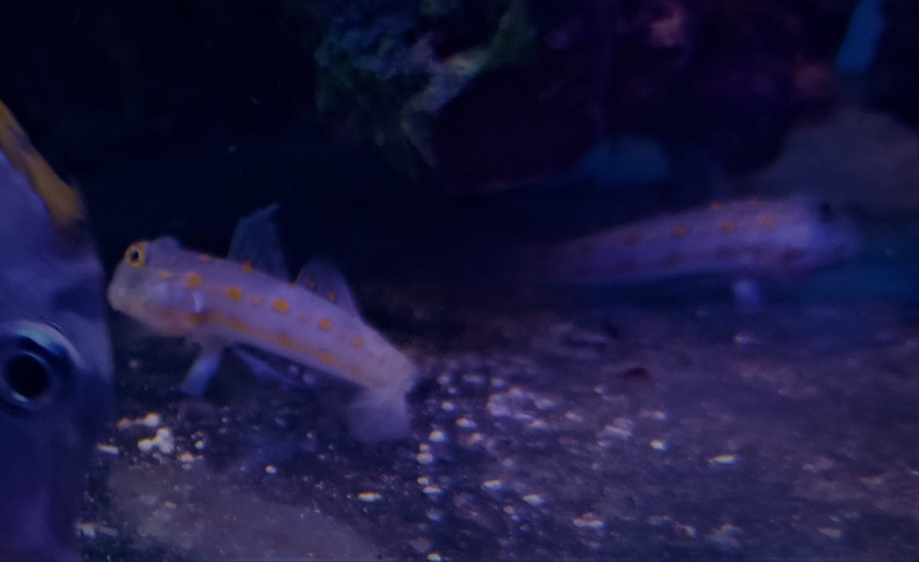 Valenciennea puellaris. morskie