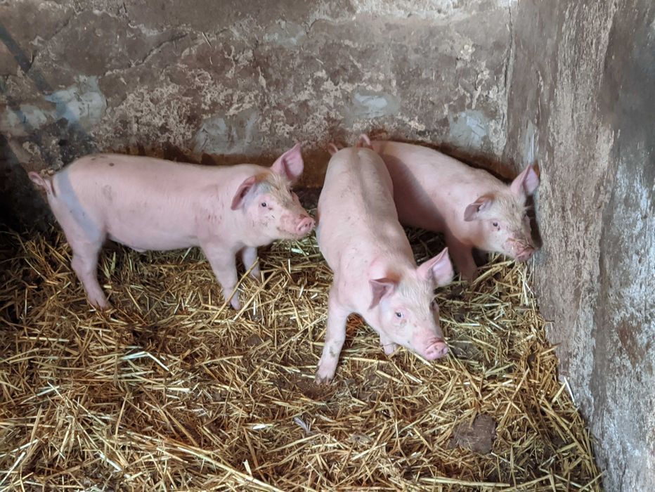 поросята. 2 кабінці і одна свинка