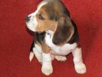 Fêmea Beagle Tricolor pequeno porte, com LOP/Pedigree/Afixo.