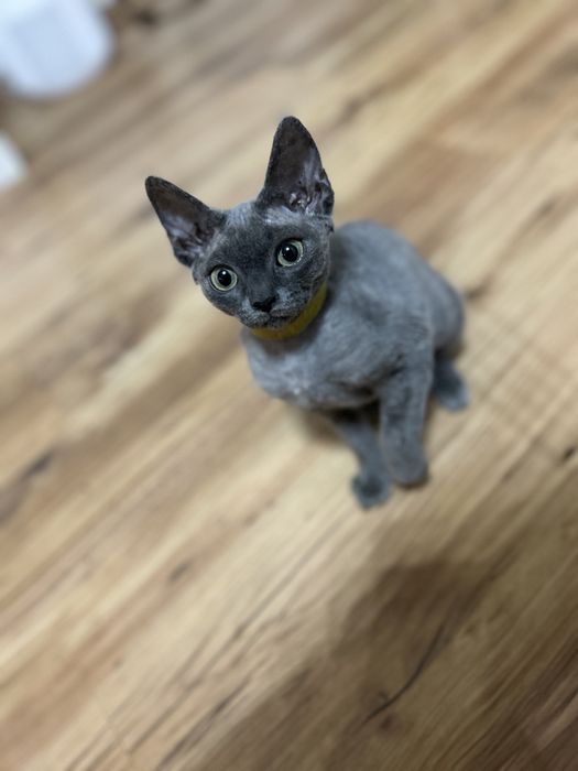 Devon rex wolna kotka