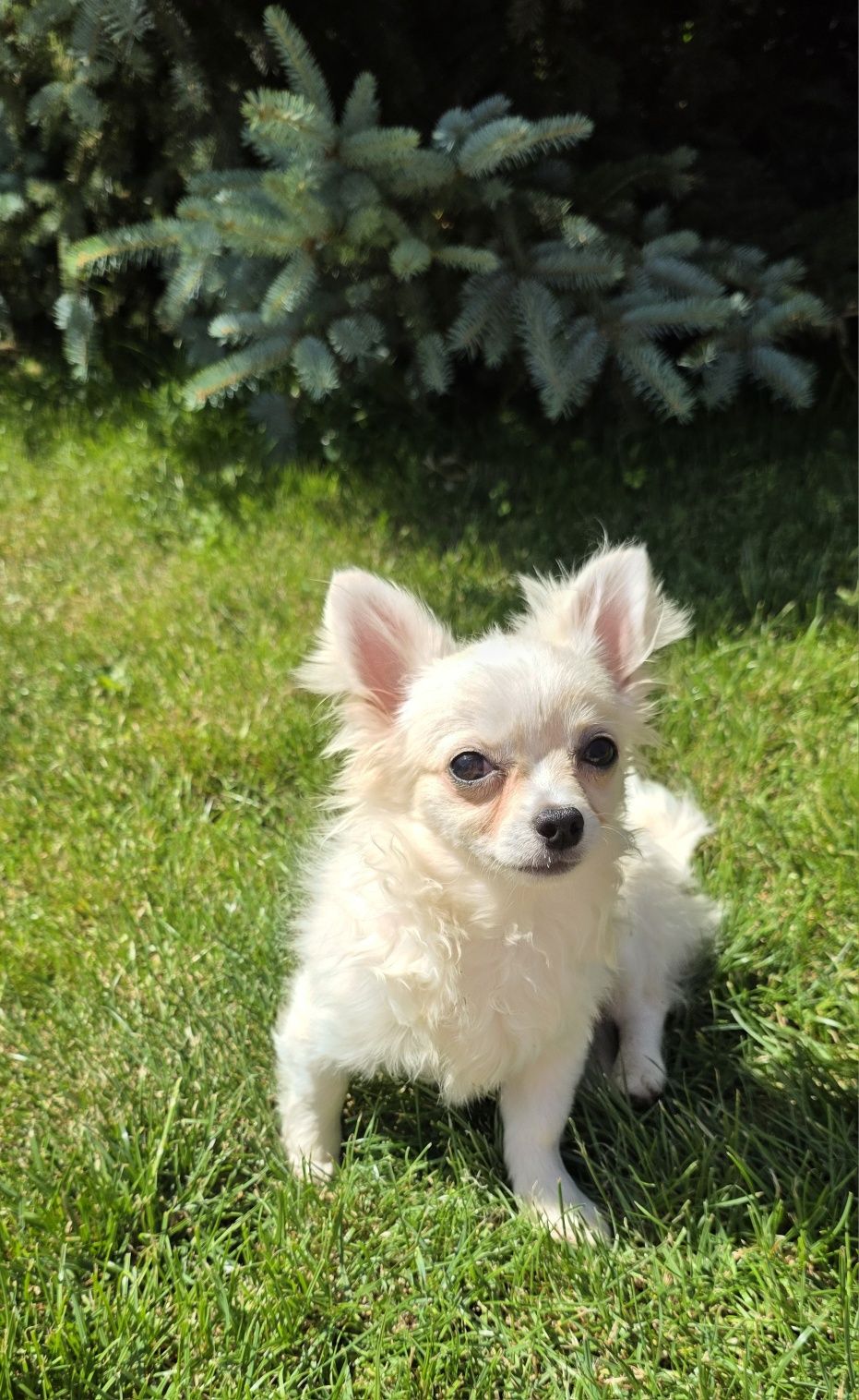 Chihuahua śliczny samczyk dlugowlosy