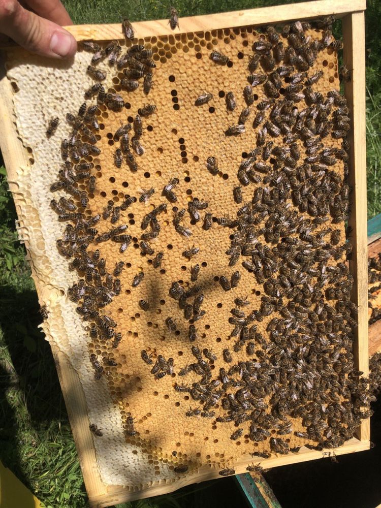 Бджоломатки ; матки карпатки