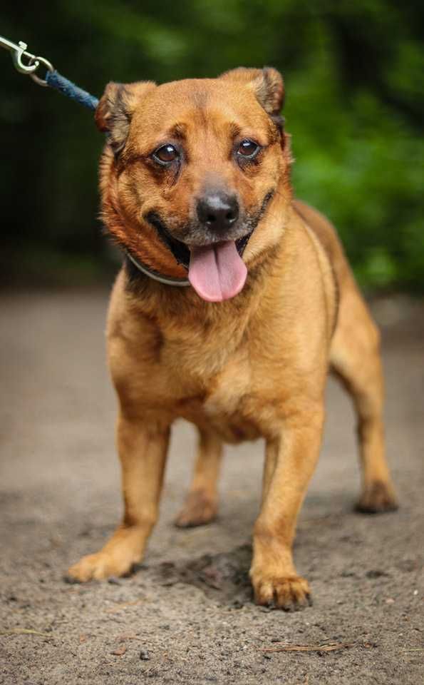 Do adopcji  GITEZ -  Uwielbia zabawy ! ur.ok 2019 roku