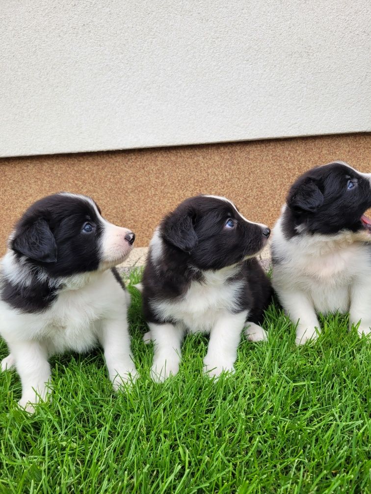Border Collie Śliczny Piesek Zapraszam