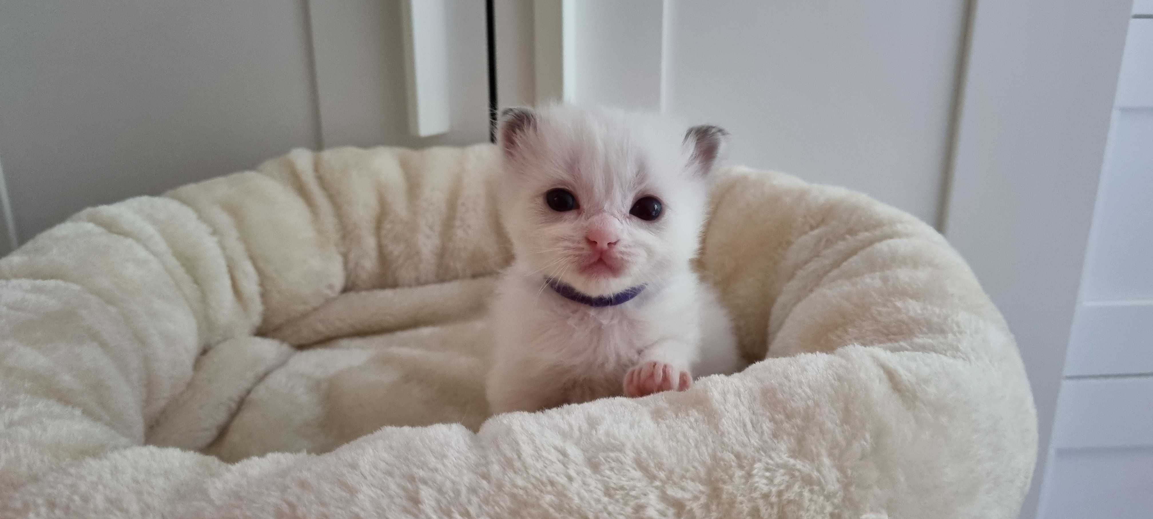 Kotek rasy Ragdoll, Bicolour blue z wyprawką!