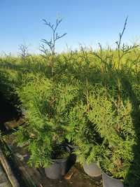 Tuja Thuja Brabant 3 litry 90-100 cm