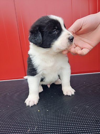 Owczarek środkowoazjatycki