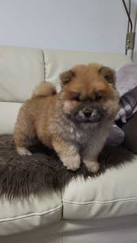 Chow chow sunia. Piesek