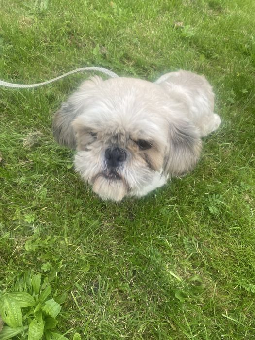 Suczka 6 lat shih tzu