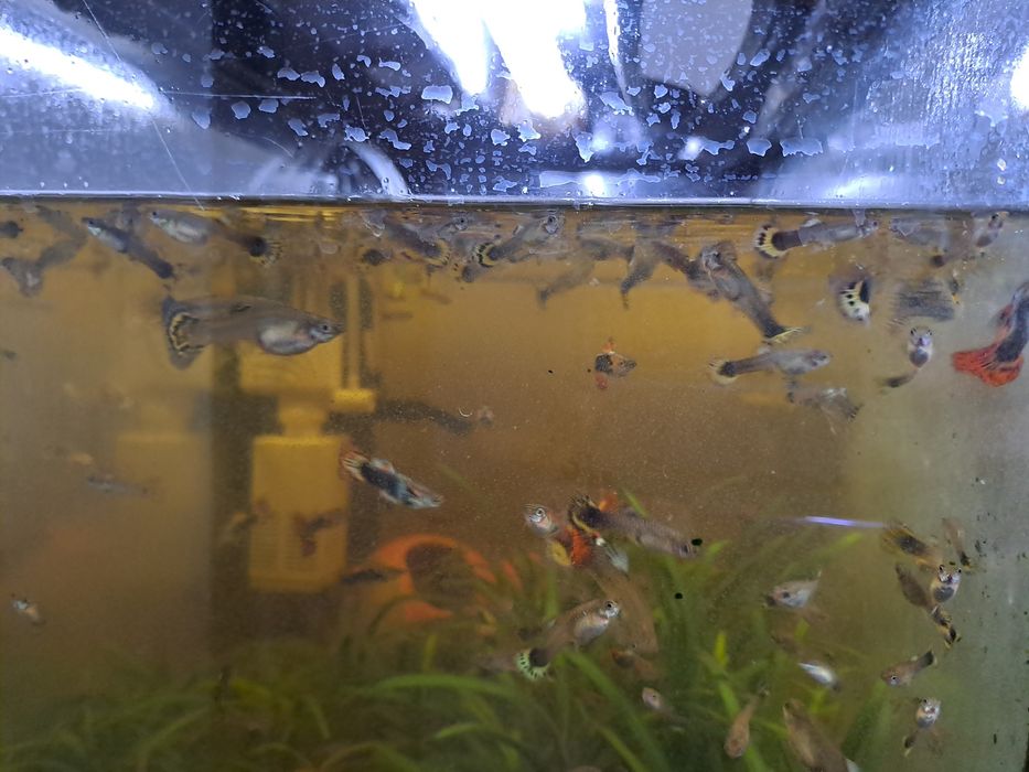 Sprzedam rybki akwariowe