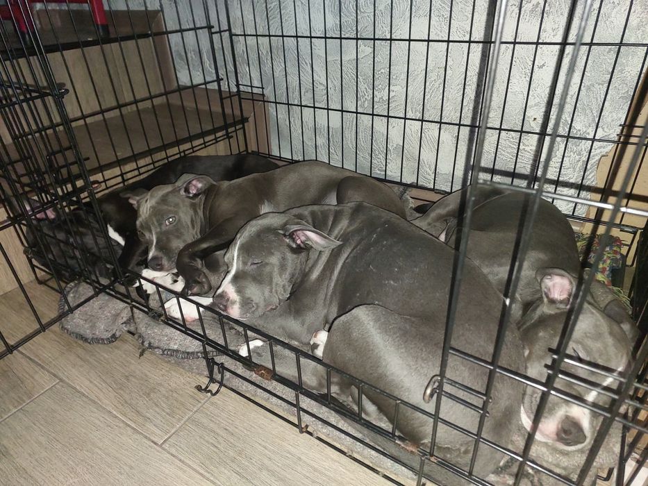 Амстаф, чорно-білі та сірі з гарним родоводом