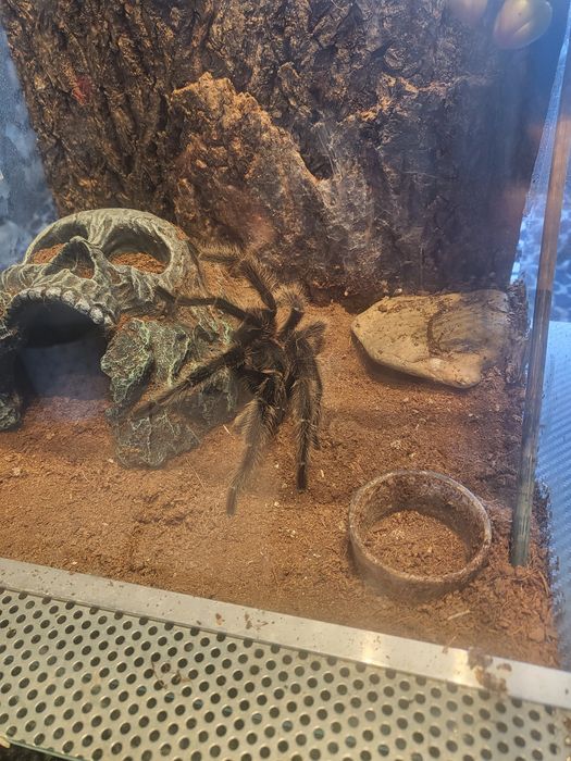 Ptasznik olbrzymi razem z terarium.