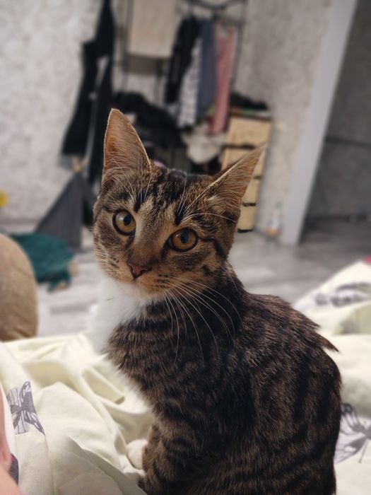 Віддам кішечку в добрі руки