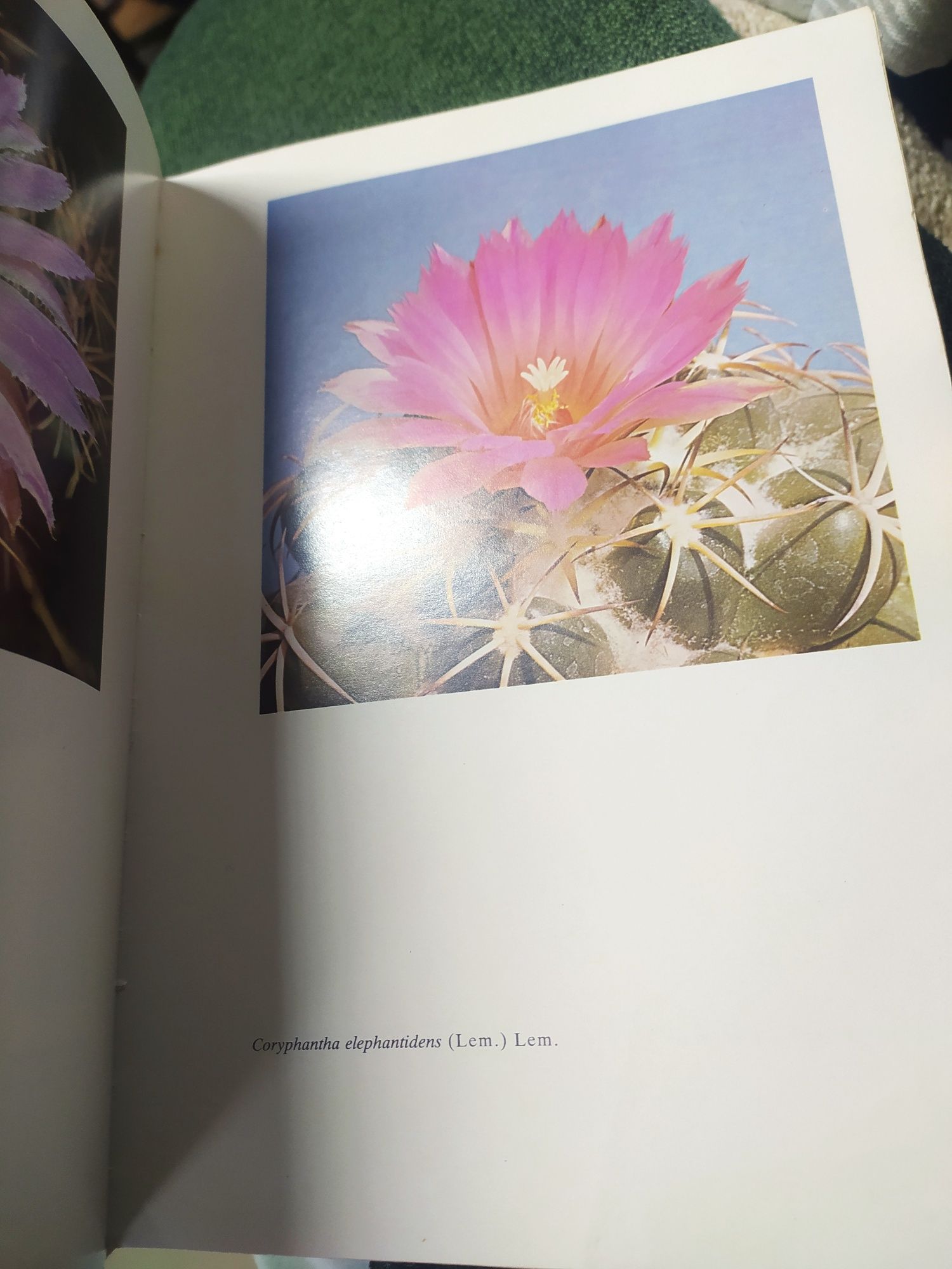 Книга всё о кактусах "Колючее чудо"