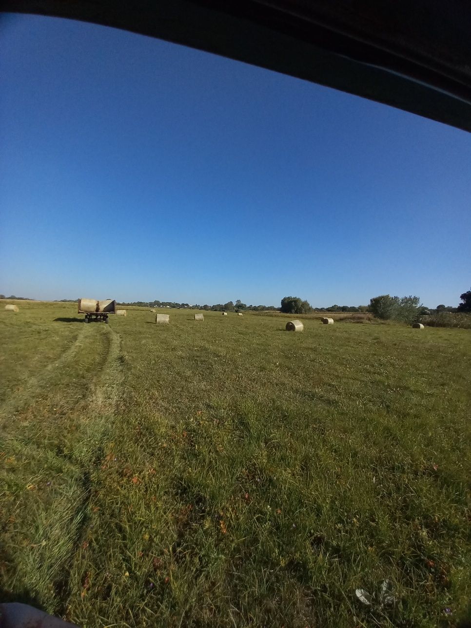 Продам сіно в круглих тюках
