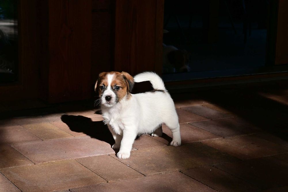Jack Russell Terrier –suczka z hodowli Happy Roots (FCI)