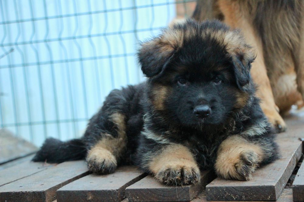 Аліментні дітки німецької вівчарки дш