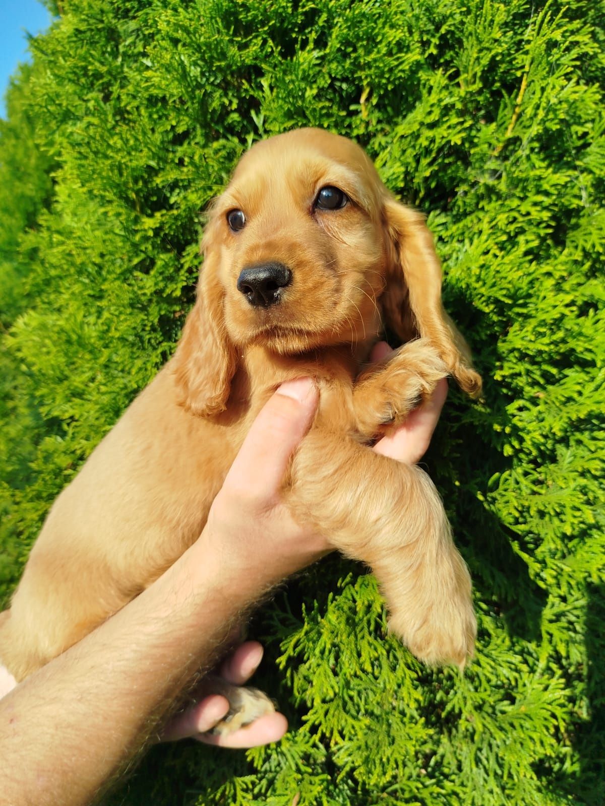 Piękny  Cocer Spaniel z rodowodem