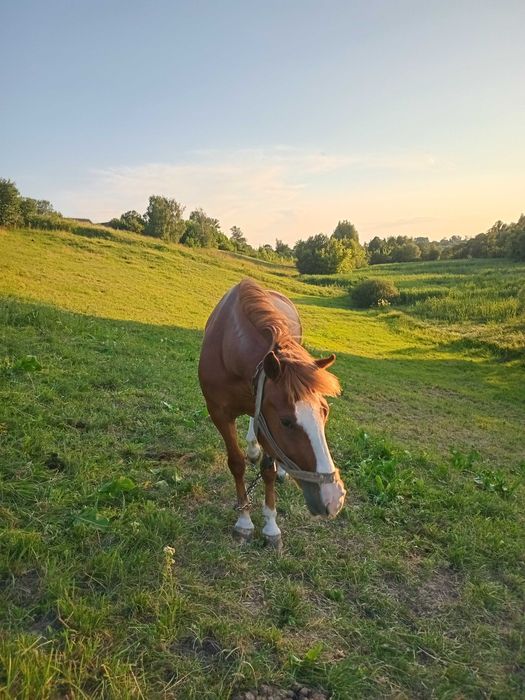 Продаю робочук Кобилу