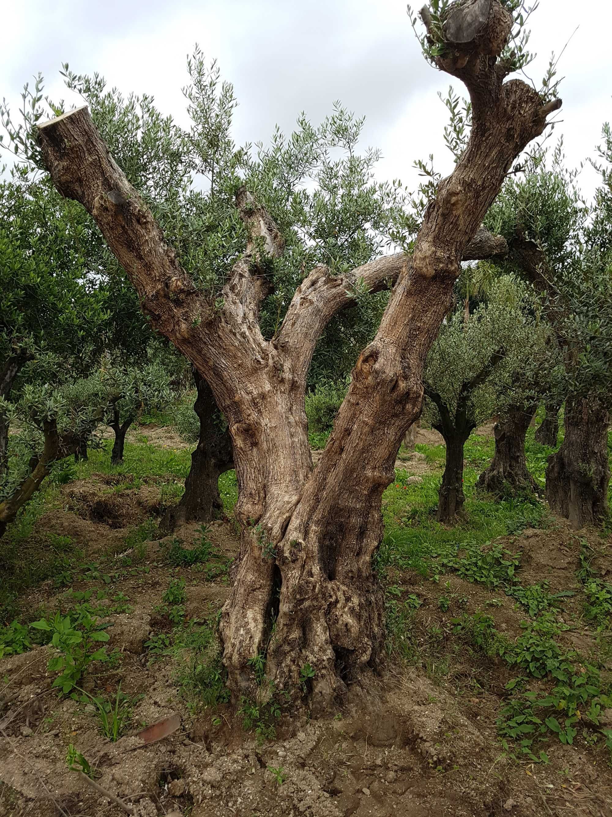 Oliveiras Milenares e centenárias