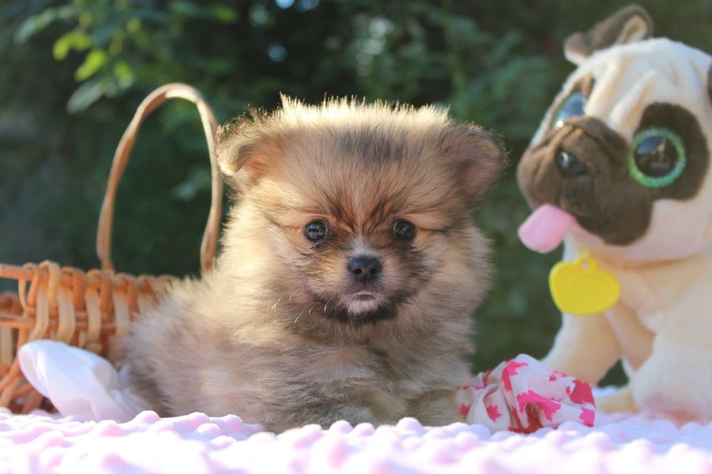 Милі міні дівчатка