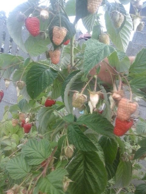 Witam sprzedam sadzonki maliny polonez