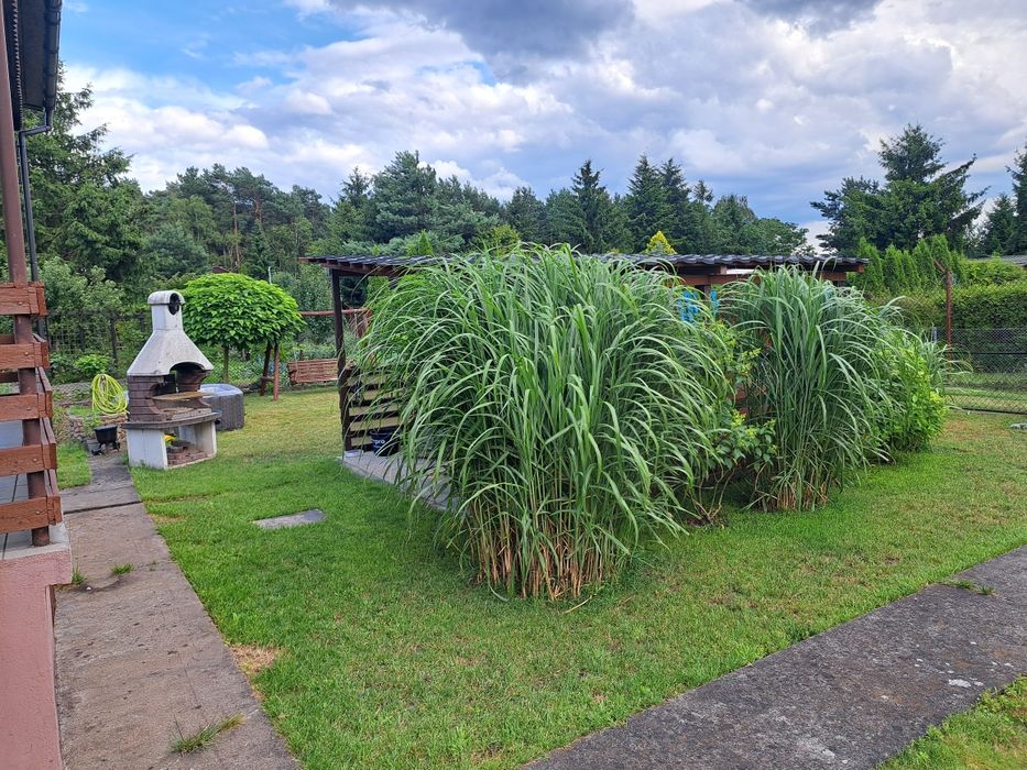 Działka Rod "Cumulus"na Prądach