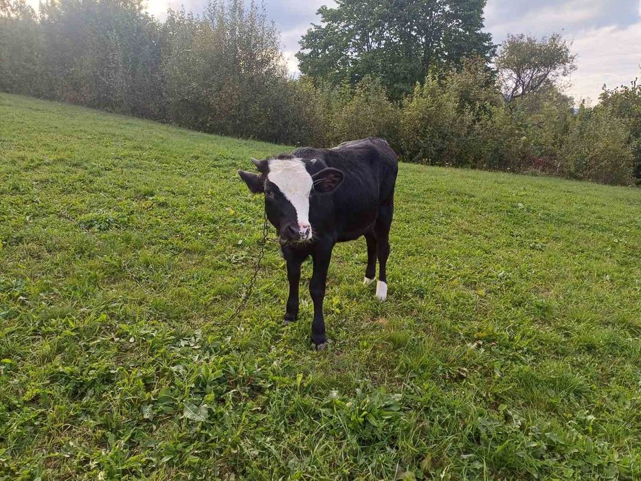 Продам телички різного віку