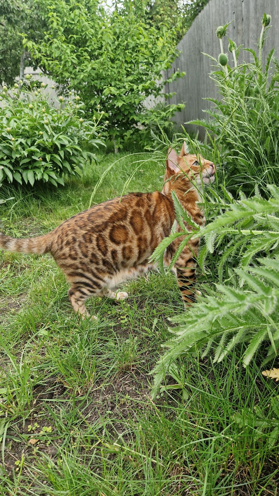 Бенгальский кот. Бенгал.