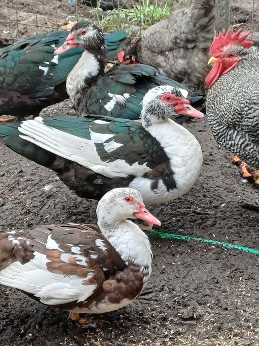 Sprzedam kaczora i kaczki