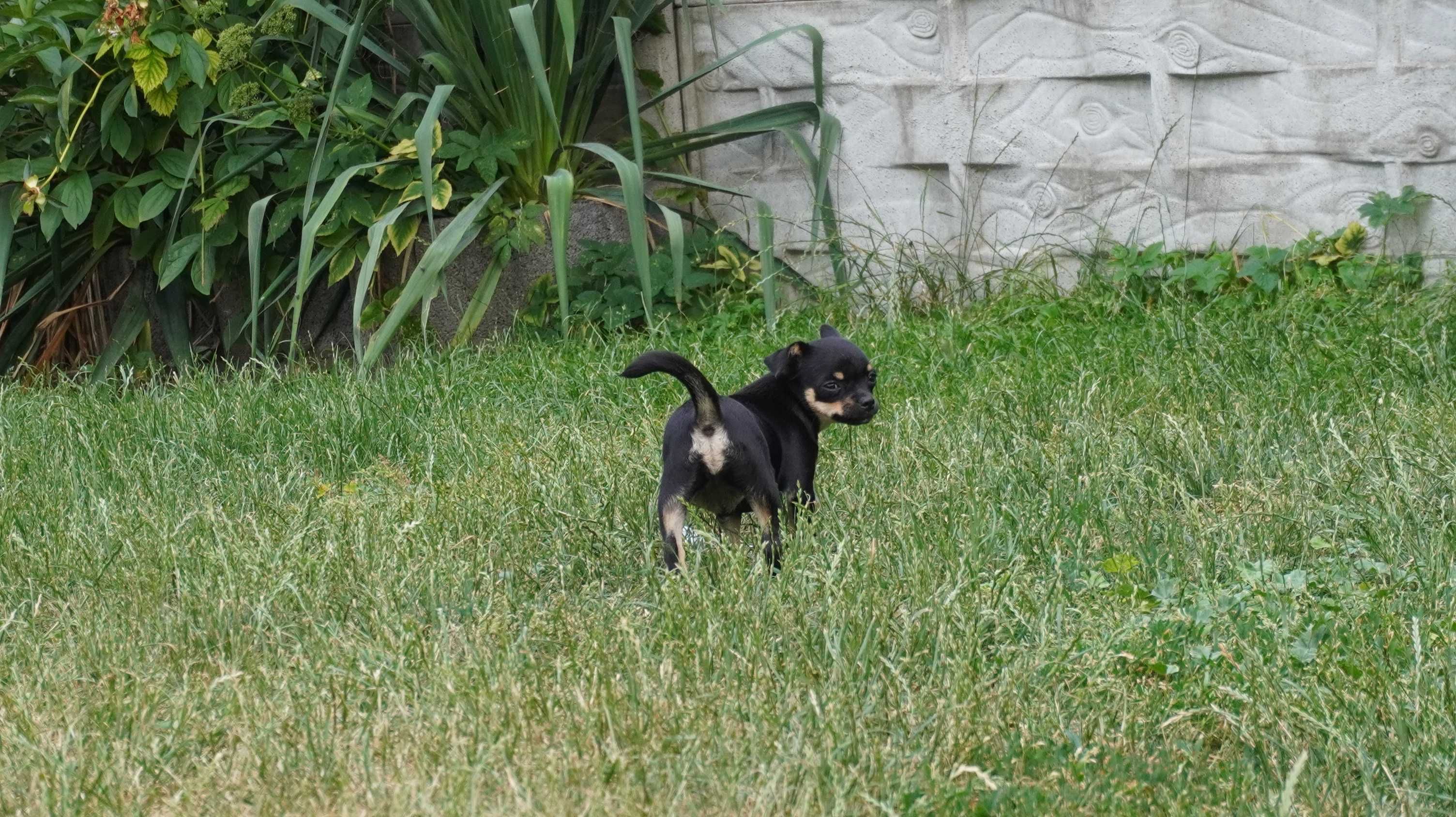 Sunia krótkowłosa Chihuahua - ZKwP/FCI