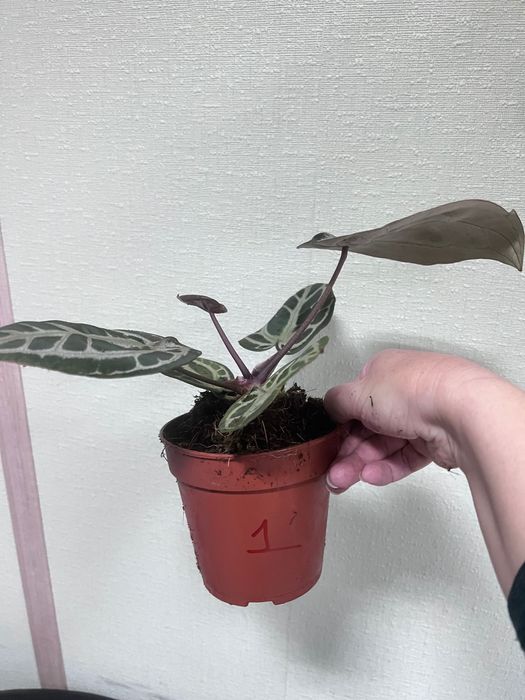 Антуріум пінк блаш колекційний