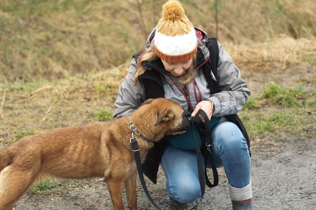 Hira - miniaturka belga szuka domu