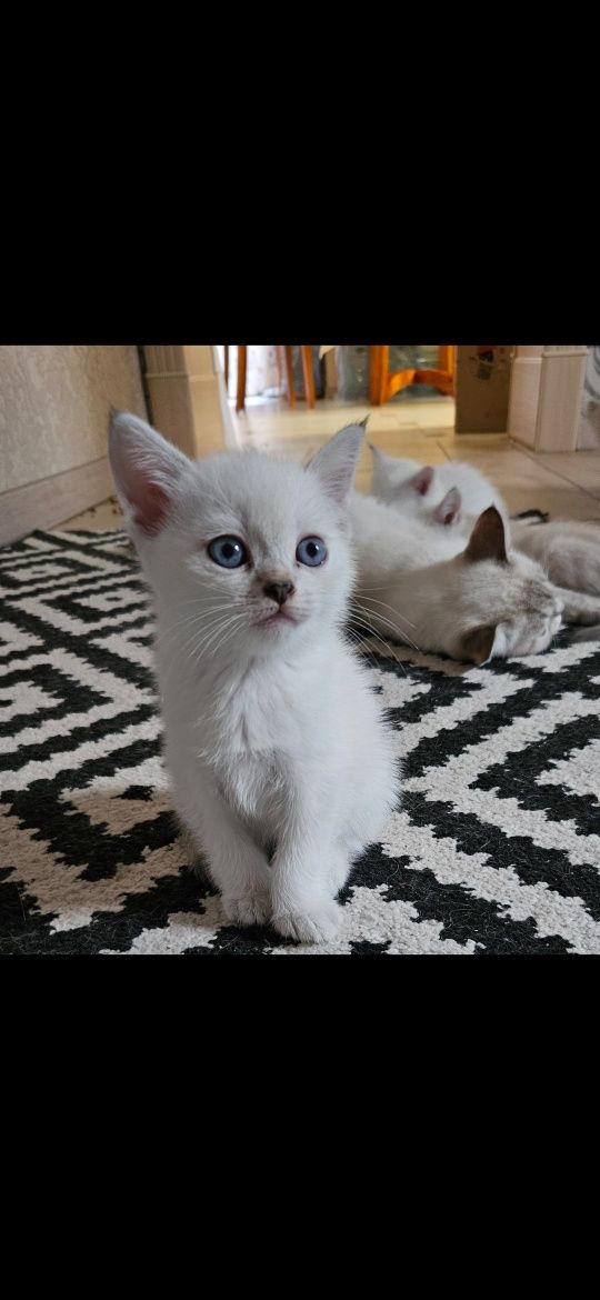 Британські котята