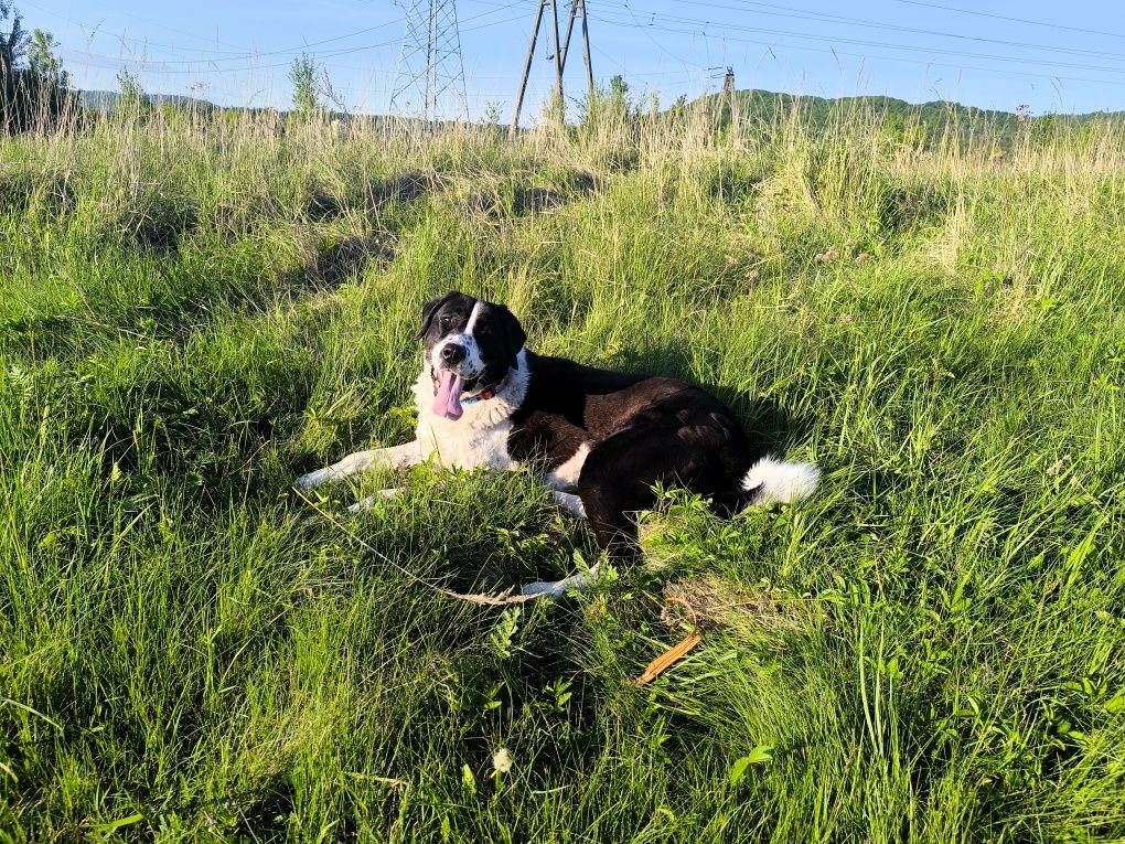 Oddam owczarka środkowoazjatyckiego