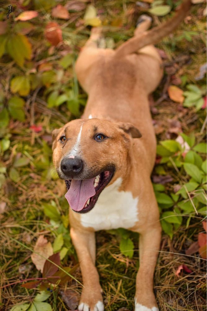 Tristan - pies w typie bullteriera do świadomej adopcji